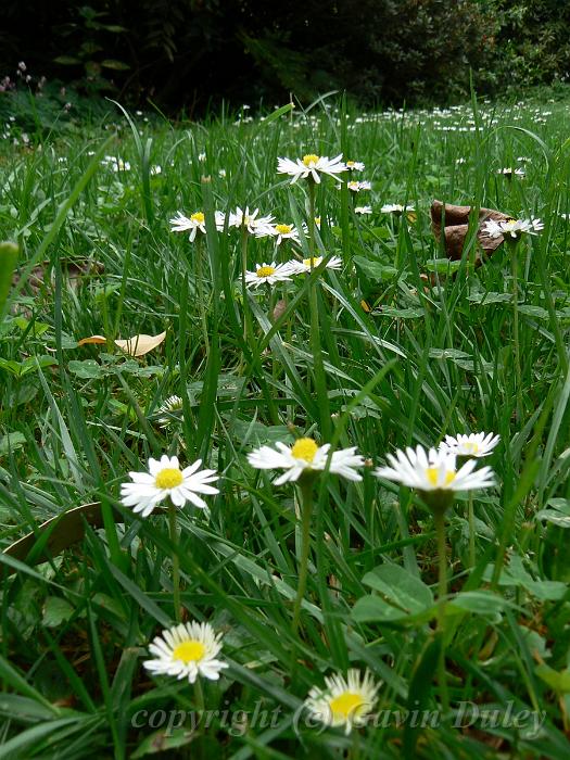 Daisies, Tindale Gardens P1040887.JPG